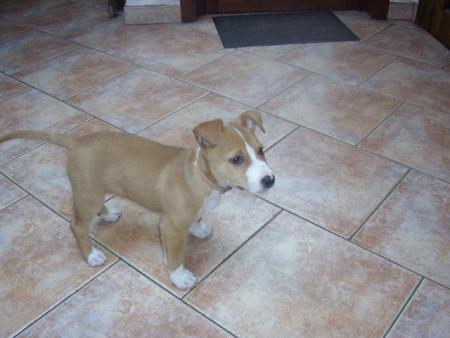le chien de ma soeur